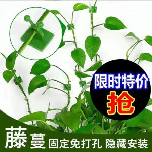 Đồ Dùng Vườn Cây Leo Treo Không Để Lại Dấu Vết Kẹp Treo Dây Leo Bằng Nhựa Dùng Một Lần Móc Treo Tường