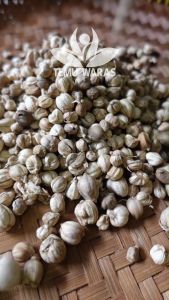 Grade A!! Kapulaga Kering Organik: Grade A dan Pilihan Berat