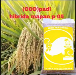 Benih padi HIBRIDA MAPAN P05 UNGGUL 1KG