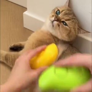 Sikat Mandi Uap Kucing Sisir Silikon Free Serum Vitamin Bulu Kucing Spray - Hicat Official