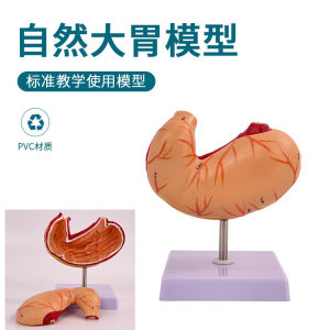 Tự Nhiên Mô Hình Thủ Dâm Mô Phỏng Tháo Dỡ 2 Phần Hệ Thống Thủ Dâm Mucosa Máy Máu Thủ Dâm Thần Kinh Cơ Bắp Cho Bác Sĩ