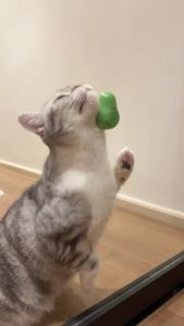 MEOW Rotatable Avocado Design Cats Grass Mint Catnip Balls Snacks Treats Rotating Pets Fun Toys Mainan Makanan Kucing