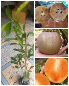 ต้นละมุดสาลี่ยักษ์ หวานหอม ผลใหญ่ ขนาด 40-60 cm