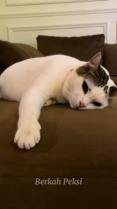 VITAMIN TETES MENJAGA HEWAN PELIHARAAN TERHADAP VIRUS UNTUK KUCING ANJING