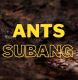 Ants Subang
