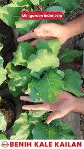 150 BENIH KAILAN FULL WHITE biji bibit tanaman chinese kale kailan