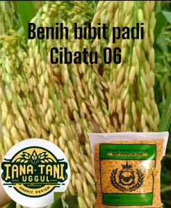 BENIH BIBIT PADI CIBATU 06 SUPER KUALITAS UNGGUL   5Kg