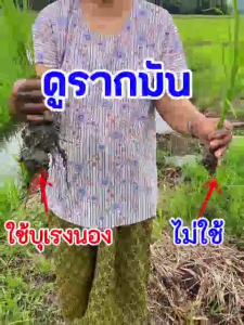 โปรชุดสุดคุ้ม บุเรงนอง คู่กับ ล้างสาร-ระเบิดดิน-เร่งราก ฮอร์โมนฉีดพ่นข้าว กระตุกรวงใหญ่ กระชากรวงยาว เมล็ดข้าวเต่งโต เพิ่มสี เพิ่มน้ำหนัก แก้ปัญหาข้าวรากดำ