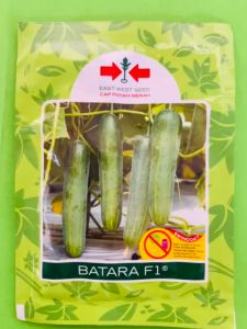 Benih Biji Bibit Mentimun BATARA F1 Isi 800 Dari Panah Merah Terbaik