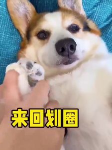 Goodpetshop Cleaner Pet Foot Deep Cleansing Foam 150ML Foot Care Pet Foot Care Pet Cat Dog Foot Wash