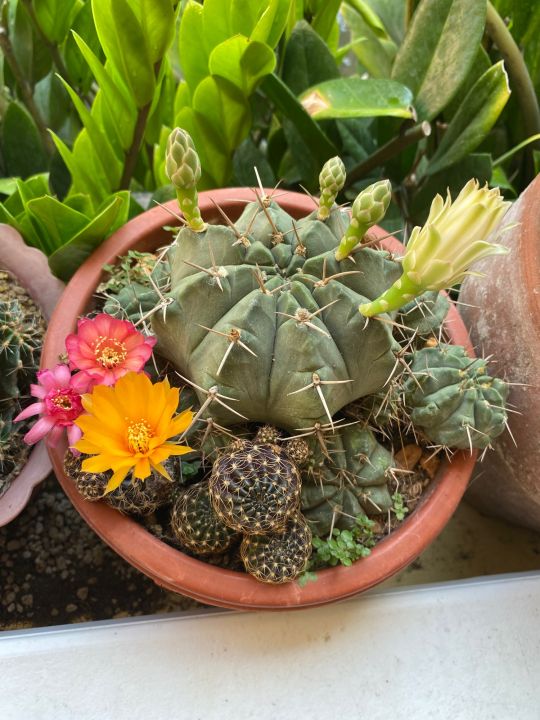 kaktus schwiegermutterstuhl blte Schwiegermutterstuhl Echinocactus grusonii - Cactus Echinocactus grusonii