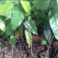 bibit melinjo Tangkil I tanaman pohon melinjo siap di tanam.. 