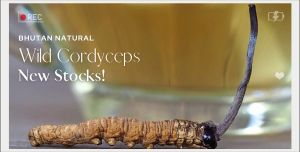 Grade B Bhutan Wild Cordyceps Sinensis Premium Buy 1 Piece Free 1 Piece