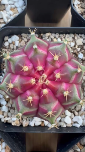 Gymnocalycium Mihanovichii. ID: Neon / Gymnocalycium Variegated / Cactus Succulents