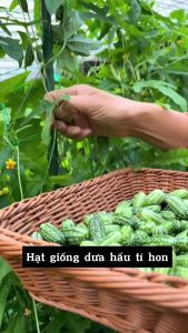 Hạt giống dưa hấu tí hon 10 hạt/gói
