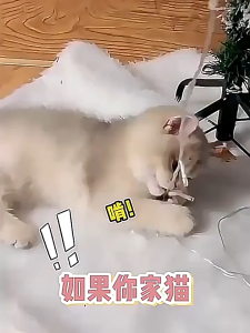 Cat & Dog Deterrent Spray | Citrus Scent Pet Repellent | Indoor Pet Training Spray | 驱猫驱狗喷雾 橘子味 室内防护 | Spray Penghalau Kucing & Anjing
