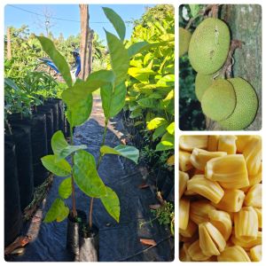 ต้นขนุนทวาย เพาะเมล็ด สั่ง 3 แถม 1 ต้น