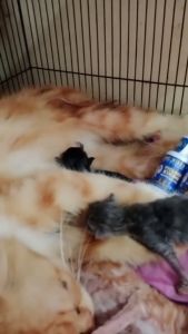 OBAT Anti Hamil Kucing Betina Ampuh 30ml