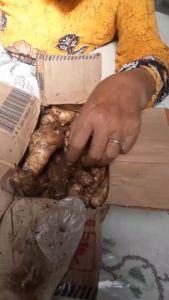 COD 1 Kg Kunyit Putih / (Curcuma zedoaria) Fresh White Turmeric