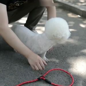 Pet Dog Leash Rope Adiustable Training Lead Dog StrapRope High Quality Nylon Training Traction Dog