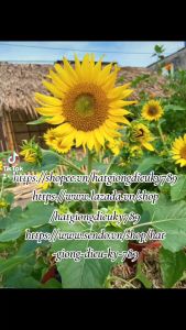 Hạt giống Củ cải đỏ tròn baby (cherry) gói 2gr