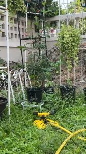 Leisurelifeมินิสปริงเกอร์ หัวสปริงเกอร์ฐานทรงผีเสื้อ สปริงเกอร์น้ำ สปริงเกอร์รดน้ำต้นไม้ สปริงเกอร์รดน้ำ สปริงเกอร์สนามหญ้า สปริงเก