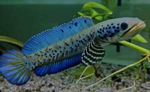 Channa Orna 幻蓝雷龙 2-2.5+- Inch