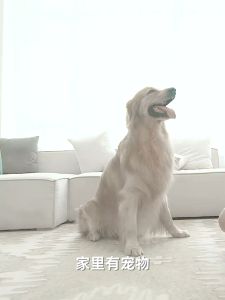 🔥 Imakara Lint Roller with Sticky Paper 50 Sheets for Carpet Rugs Floor Hair Pets Fur