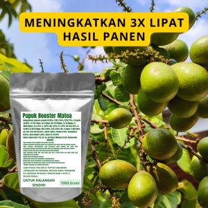 Pupuk Booster Matoa Pelebat Organik Cepat Berbuah Lebat Besar Anti Rontok Pembesar Matoa