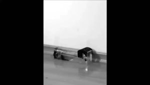 Reusable Smart Mouse Trap Plastic Smart Rat Trap Rat Live Trap Perangkap Tikus Perangkap Tikus Sangkar Rattrap