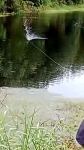 ESSEN UMPAN PANCING/MANCING BIANG TUNA ORIGINAL 10ML