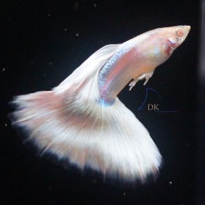 Albino HB Pastel guppy fish Grade A-S pure strain (rare strain) ships in a polystyrene foam box (FREE)