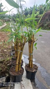 bambu kuning tumbuh +pot