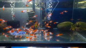 Cám vàng Thức ăn cho cá 7 màu Guppy gói VÀNG 20g