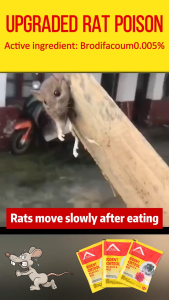 【Kill the Whole Litter of Rats】rat killer mouse killer poison 100% effective rat repellent rat poison bait mouse killer 50/100g rat killer poison mouse trap rodent repellent rat bait rat control 老鼠药