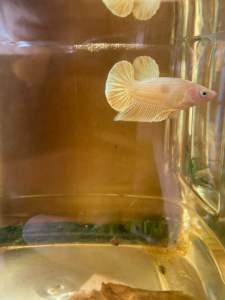 24K Full Gold Betta