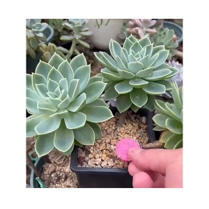 Lọ 22 Viên Phân Bón Hữu Cơ Tan Chậm Siêu Dưỡng Dành Cho Cây Cảnh Bonsai Và Hoa-HAUSE