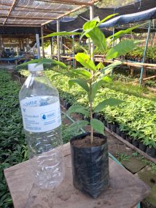 ต้นไม้จันทร์หอม   หน้าสวนอยู่เชียงใหม่