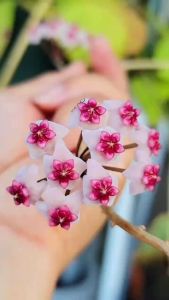 Cẩm cù Hoya Obavata: Lá đẹp hoa bền và thơm