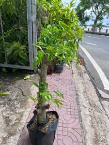 Gốc cóc sẵn hoa