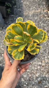 นาคราชทองอำพันด่างเหลือง ต้นมังกรทอง นาคราชทองคำ Euphorbia Poissonii Variegata