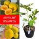 CÂY GIỐNG CÁI MƠN 1628005499