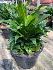 ต้นวาสนา ไซส์ กระถาง6-8นิ้ว ต้นสวยๆตามรูป ไม้มงคลความหมายดี