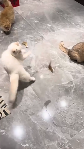 Đồ chơi Chó Mèo bóng nảy bằng cao su ruột đặc gắn lông vũ - Hara Pet Store