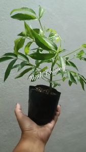 Chậu cây cóc thái siêu trái lùn lực 15-25cm-cho trái sau 3-4 tháng -Vườn Minh Khương