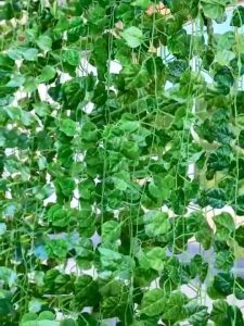 Daun Anggur Palsu 2m: Ivy Anggur Imitasi & Dekorasi Interior