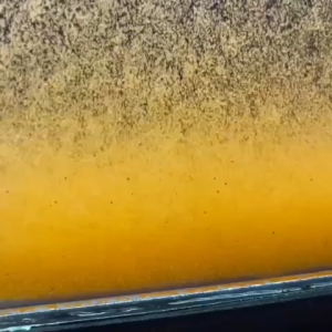 Deep Blue Brine Shrimp / Artemia Cysts Small Cans (50g)