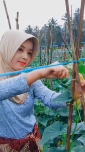 Benih Bibit Timun Lalap Baby Super Tahan Virus ELINA F1 200 Biji Cap Kujang