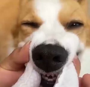 Pet Dental Wipes: 50Pcs Dog & Cat Oral Care Finger Wipe