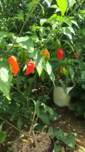 Quả Ớt Trung Đoàn Mường Tè Lai Châu tươi